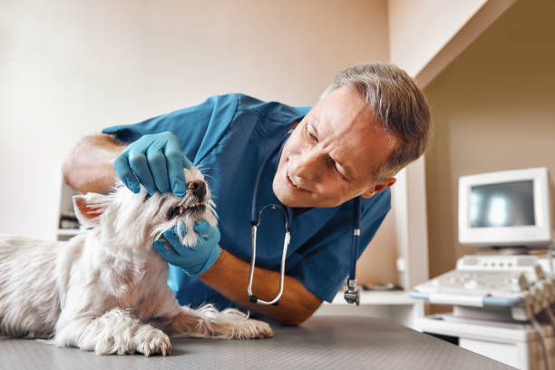 Best Same-Day Emergency Dental Services in Hammonton, NJ